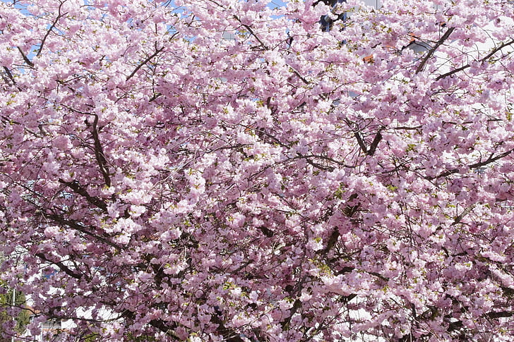дерево, Цветочное дерево, Блум, Цветы, Весна, розовый, вишни в цвету.