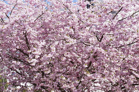 puu, kukka puu, Bloom, kukat, kevään, vaaleanpunainen, kirsikankukka