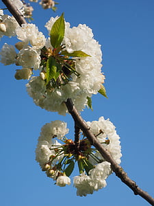 kirsikankukka, valkoinen, kirsikka, kevään, Blossom, Bloom, valkoinen kukka