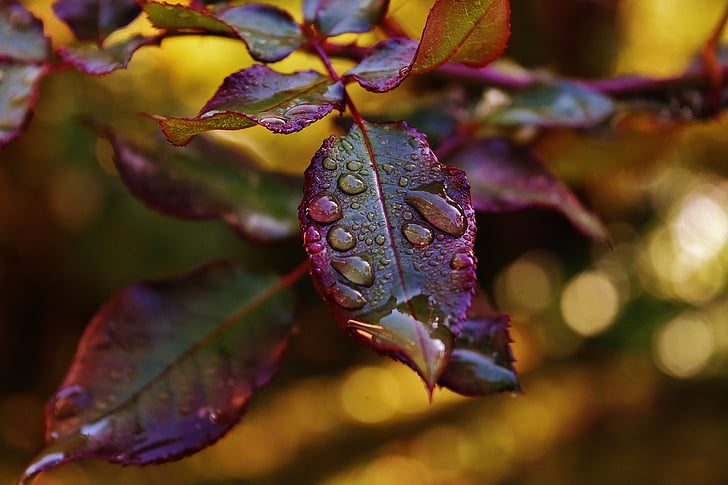 rosenblatt, drip, raindrop, wet, drop of water, beaded, close