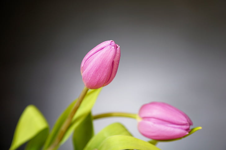 Tulip, flor, naturaleza, primavera, ramo de la, tulpenbluete, floración