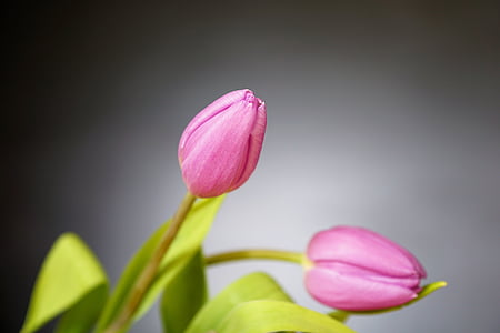 Tulipa, flor, natureza, Primavera, buquê, tulpenbluete, flor