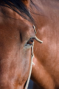 con ngựa, mắt, chân dung, ngựa đầu, màu nâu, động vật, nhẹ nhàng