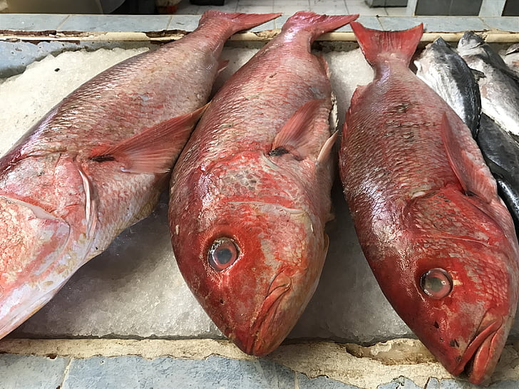 ปลา, ปลาสีแดง, ปลาสด, อาหารทะเล, มีสีสัน, เขตร้อน, ทะเล