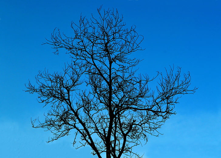 arbre, sense fulles, l'arbre sense fulles, vida, natura, cel, cel blau