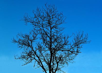 boom, zonder bladeren, boom zonder bladeren, leven, natuur, hemel, blauwe hemel