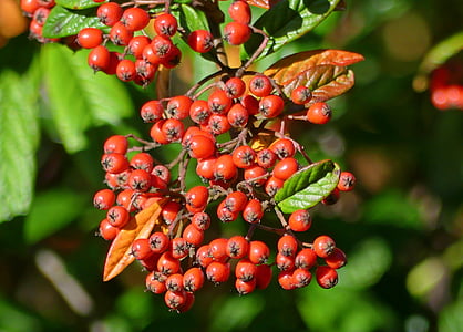 Firethorn, frutti di bosco, Bush, pianta, Sorbe, autunno, natura