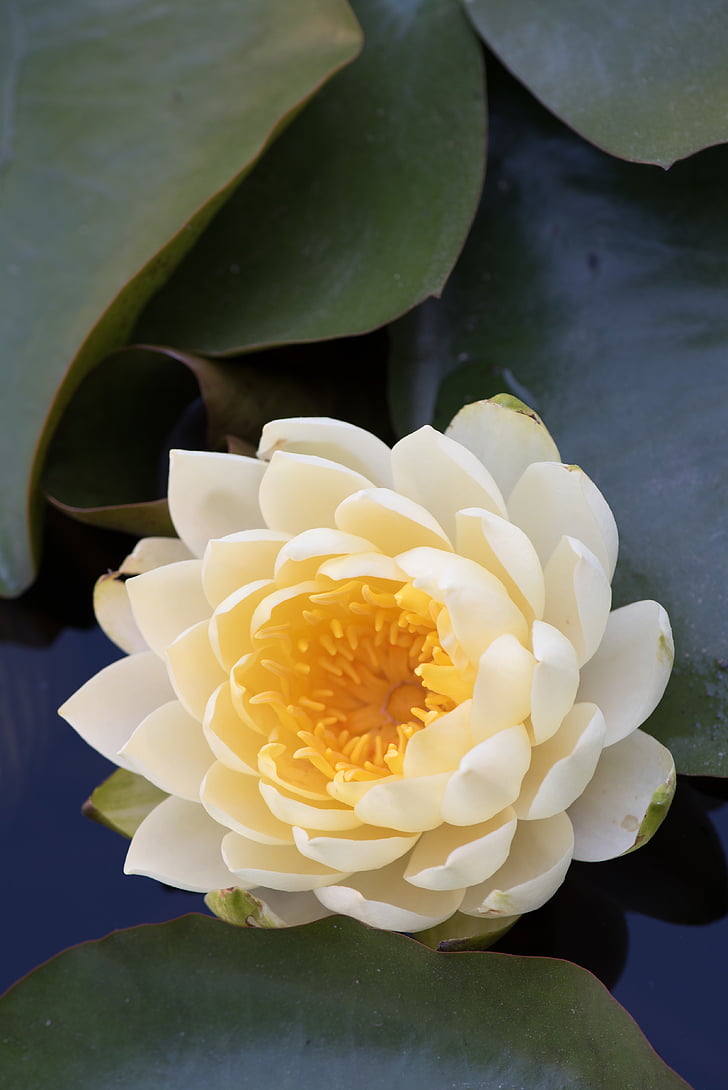 flower, plant, pond, water lilies, water lily, flowers, nature