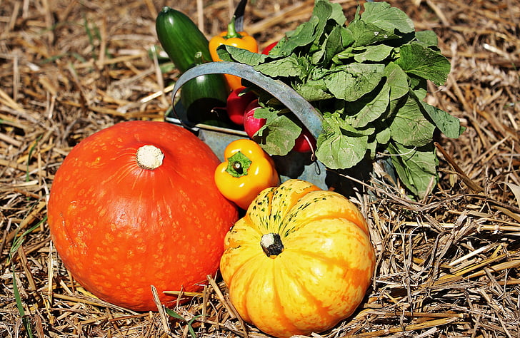 den díkůvzdání, dýně, Okurky salátové, paprika, ředkvičky, podzim, strniště