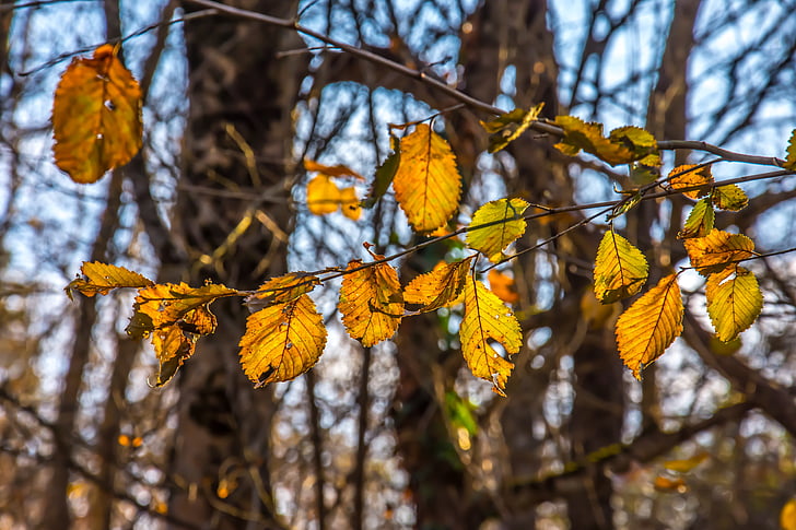 träd, hösten, naturen, faller, säsong, Orange, gul