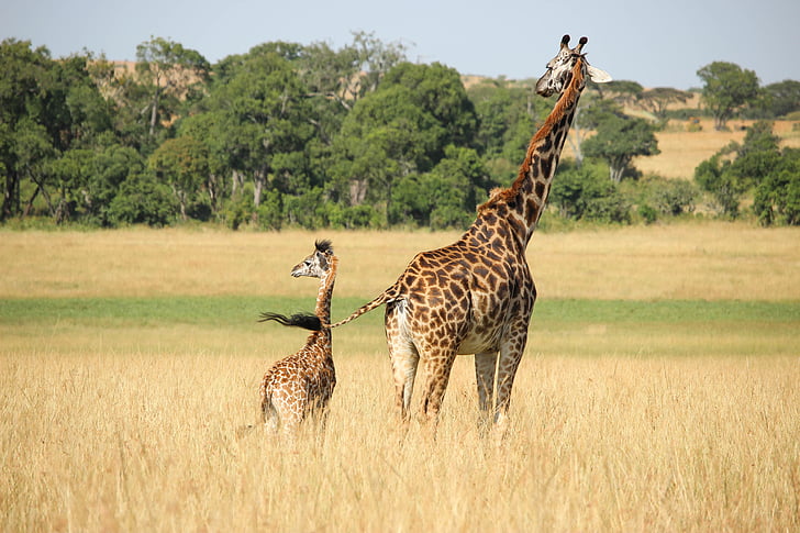 dve, rjava, bela, žirafa, živali v naravi, živali prosto živeče živali, živali teme