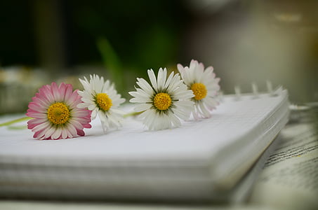 notebook, book, book pages, paper, blank pages, leave, daisy