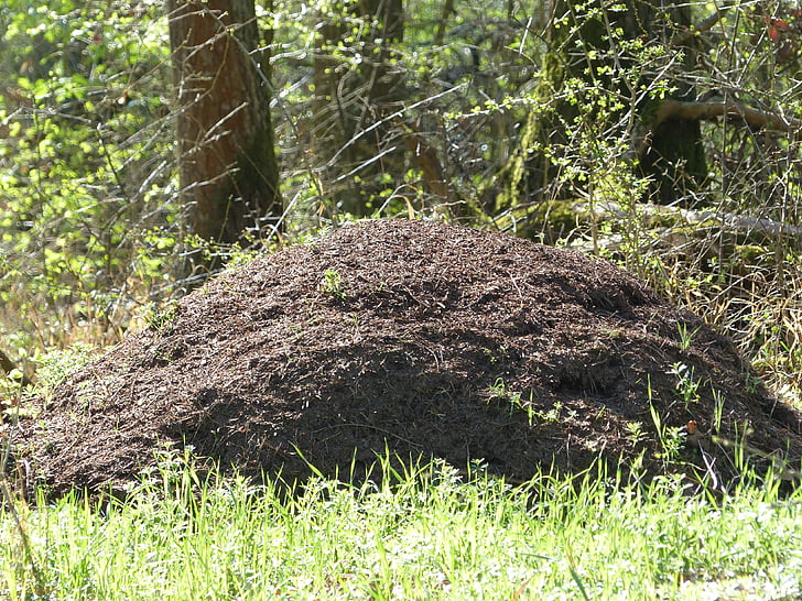 karıncalar, Ant hill, karınca yuvası, Kırmızı waldameisen, karınca nüfusu, gezinme, Orman ant hill