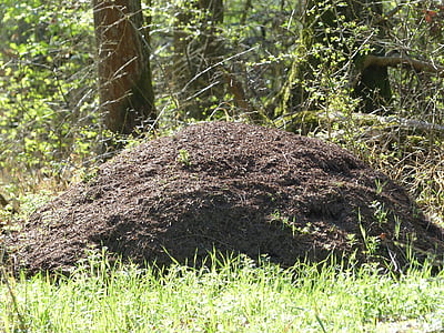 myror, myrstack, myrstacken, röd waldameisen, Ant befolkningen, Crawl, skog myrstack