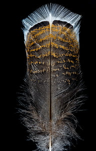 spring, bird feather, turkey feather, feather, bird, fluffy, close-up