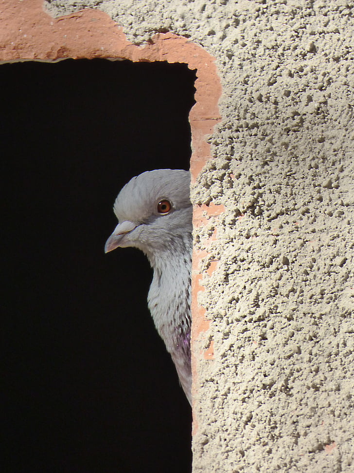 Paloma, okno, Rozhledna, špionážní skrytá, pták, Palomar