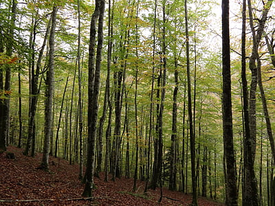 лес, Вуд, деревья, пейзаж, Лесной пейзаж, Листва, Осень
