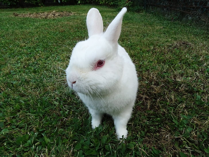 rabbit, animals, white, green, eyes, pets, grass