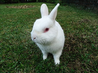conejo, animales, Blanco, verde, ojos, animales de compañía, hierba