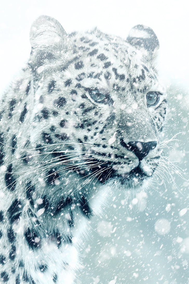 Leopard, cheetah, động vật, con mèo, con mèo lớn, ăn thịt, Châu Phi