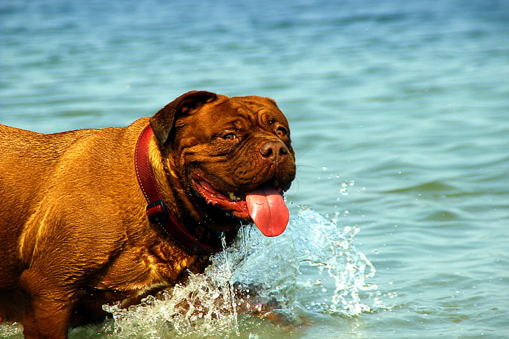 Μπορντό, σκύλος, de, Dogue, νερό, λασπωμένο, Λίμνη