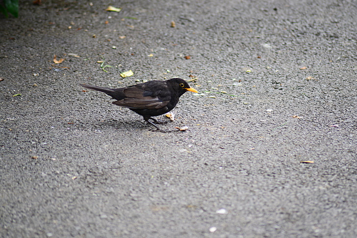 blackbird, male, young, wild, bird, close-up, detail