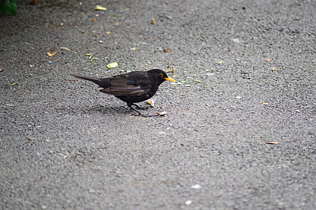 Blackbird, muž, mladý, Wild, pták, detail, detaily
