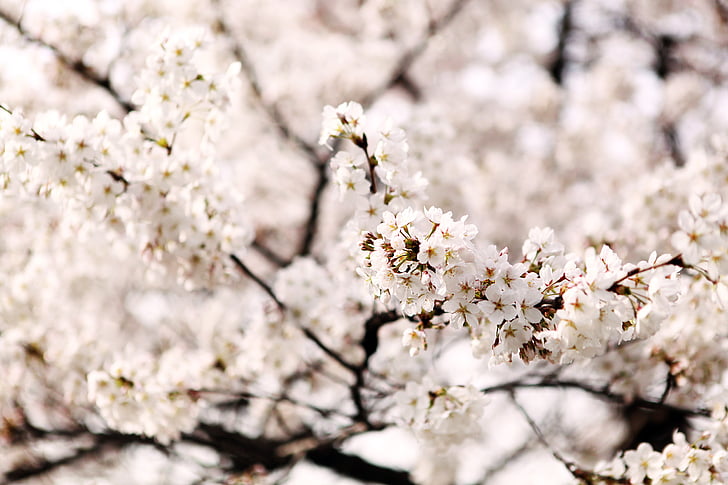 Sakura, uskarpt, tre, treet, våren, natur, kirsebærtre blomstrer