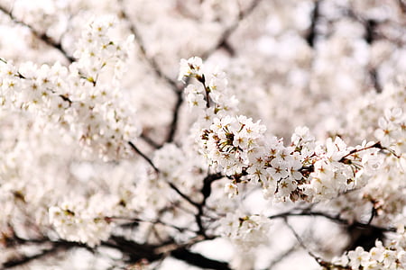 Sakura, epätarkka, puu, puu, Kevät, Luonto, kirsikankukka