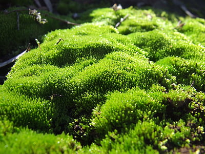 Moss, Anläggningen, grön, makro, naturliga, skogen, naturen