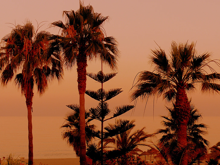pálmafák, naplemente, homokos strand, narancs, gyönyörű, természet