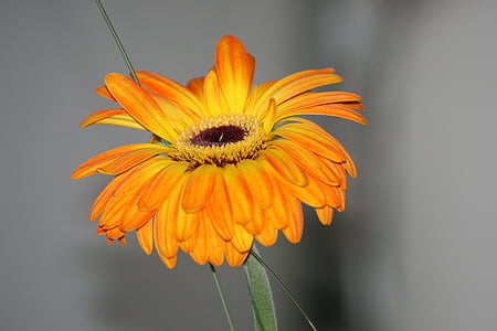 flower, orange, yellow, alone, gerbera, flowers, garden