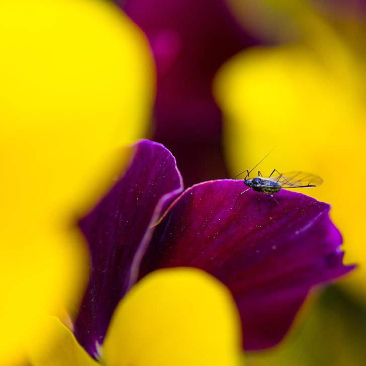 lennata, kevadel, taim, putukate, Beetle, lill, putukate lend