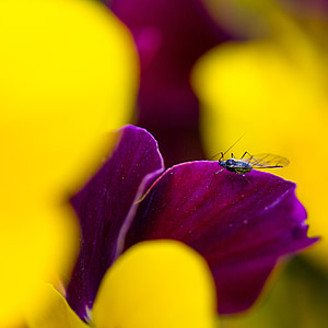 fly, spring, plant, insect, beetle, flower, flight insect