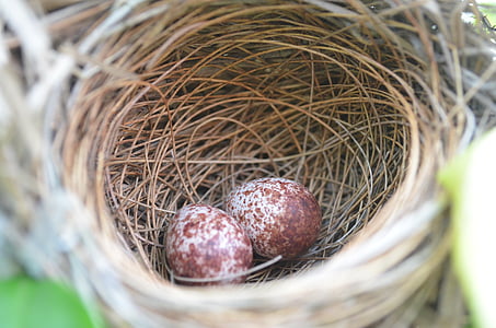 nest, bird, eggs, brown, closeup, quail, nature