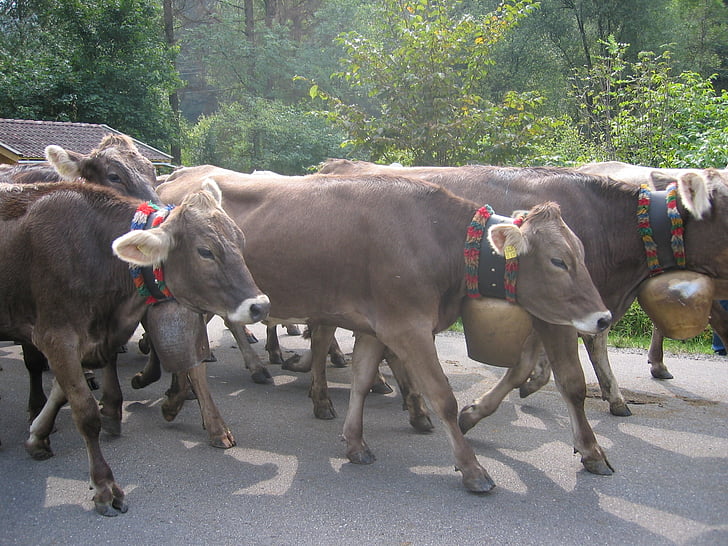 koeien, Allgäu, alpabtriebfeesten, traditie, landbouw, dieren, Almabtrieb
