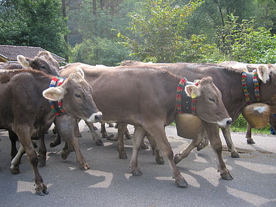 cows, allgäu, viehscheid, tradition, agriculture, animals, almabtrieb