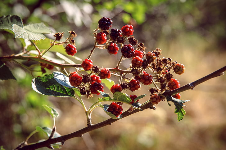 blackberry, red, shrub, autumn, fruit, nature, branch