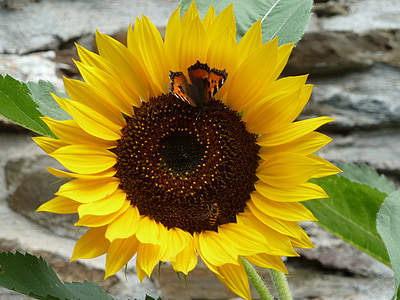 Sunflower dengan kupu-kupu, bunga matahari, Blossom, mekar, kuning, musim panas, kupu-kupu