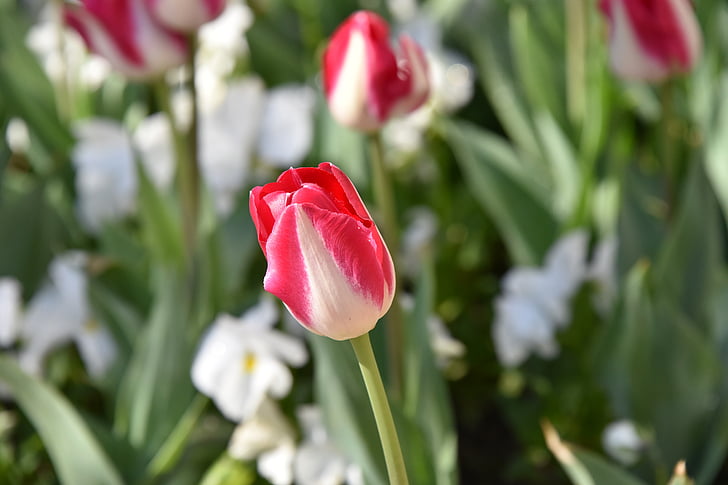 tulipes, fleur, fleurs, rouge, belle, printemps, ottoman