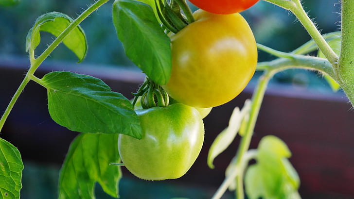 arbusto de tomates, tomate, arbusto de tomate, frutos de tomate, nachtschattengewächs, reprodução de tomate, natureza