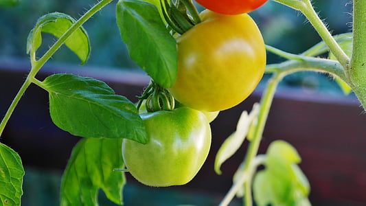 Буш домати, домати, доматен храст, доматени плодове, nachtschattengewächs, отглеждане на домати, природата