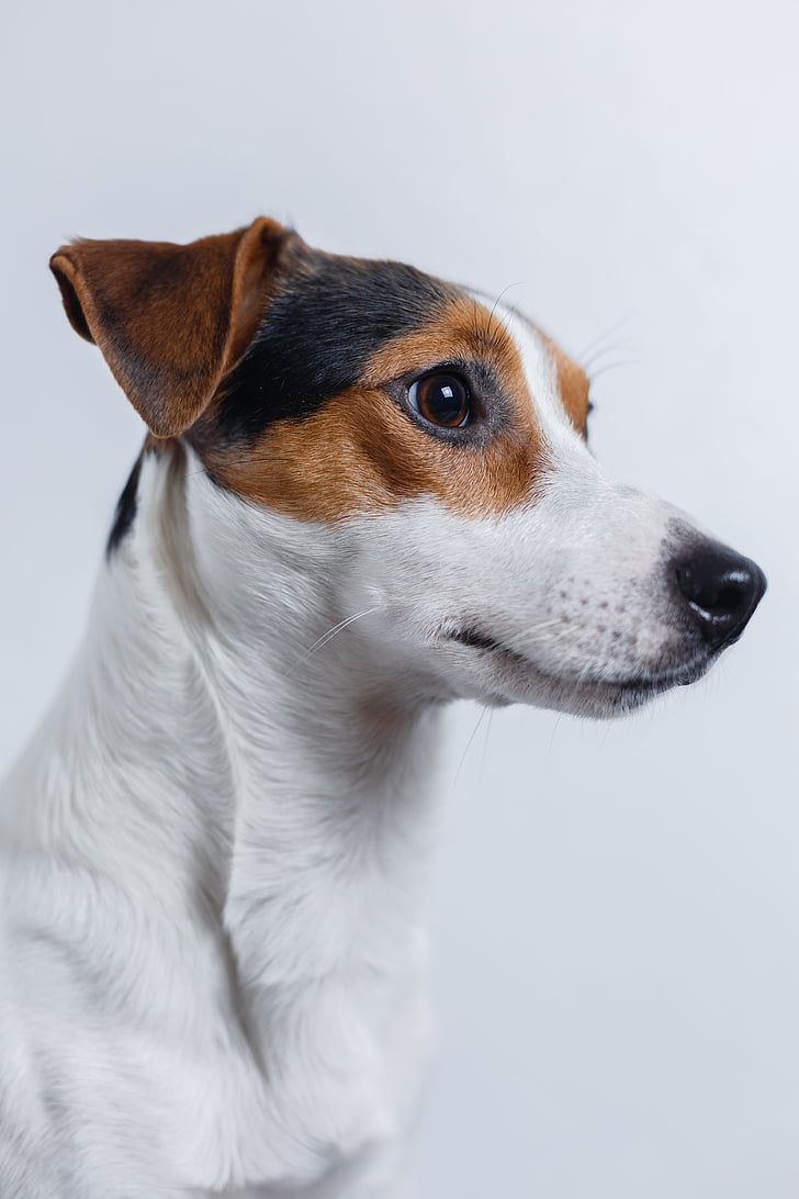 dog, jack russell, terrier, puppy, pet, adorable, animals