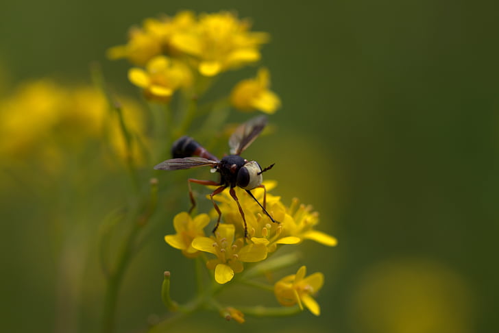 wasp, flower, yellow, petals, nature, wild