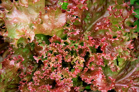 LOLLO Schmidt, LOLLO rosso, salāti, salātu lapas, dārza, Frisch