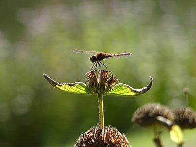 Dragonfly, plant, natuur, dier, vleugel, groen, insect