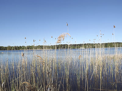 Lago, Reed, banco, natureza