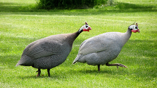 guinea fowl, dot chickens, poultry birds, numididae, birds, chickens, bird