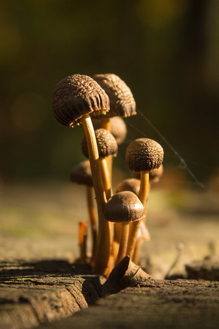 houby, Les, podzim, lesní houby, Příroda, Normafa, houby