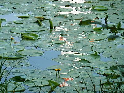 näckrosor, Lily pond, vatten, dammen, sjön rose, vattenlevande växter, trädgårdsdammen